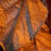 Oudgasm Tobacco Oud | 04 - Image 6